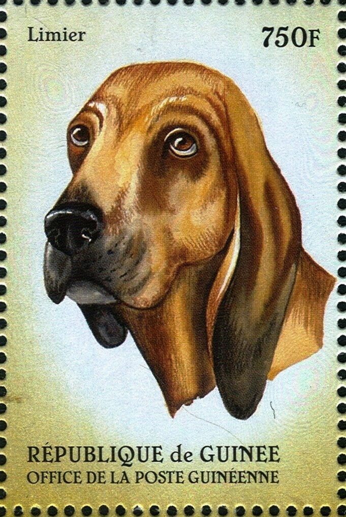 Bloodhound