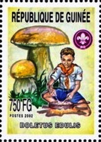 Boletus edulis