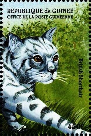 British Shorthair