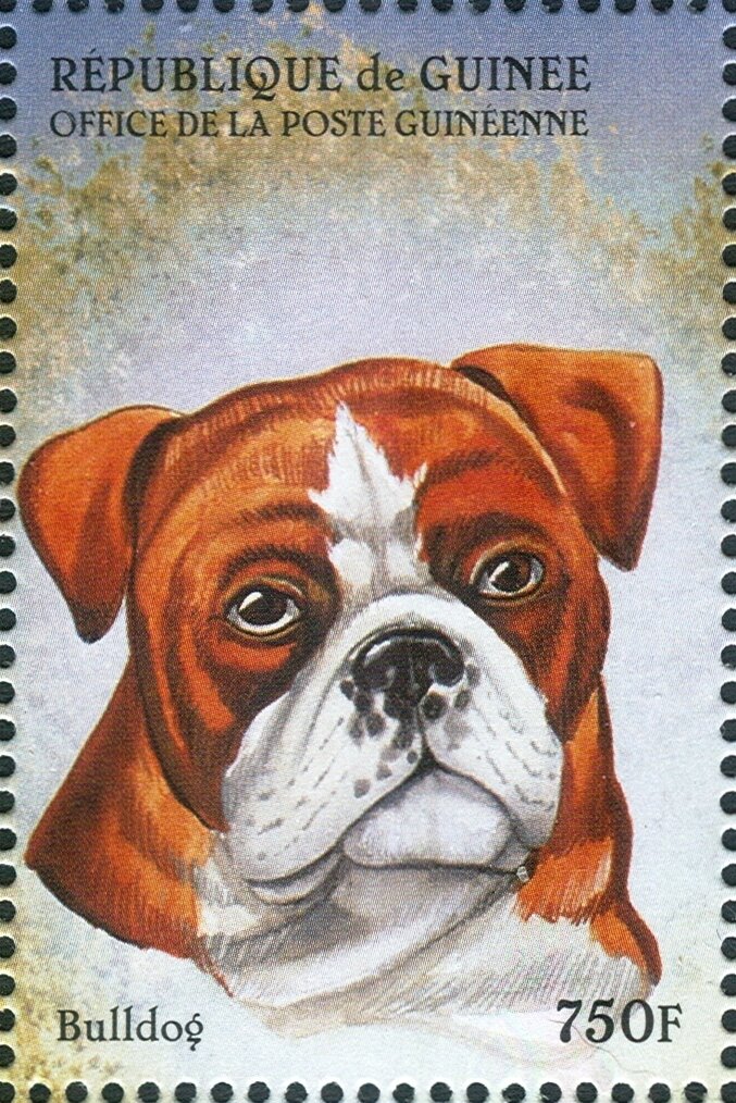 Bulldog