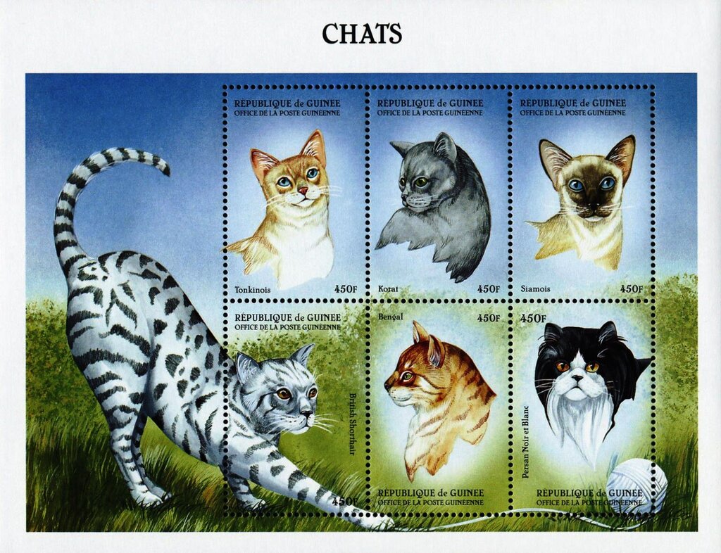 Cats