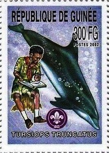 Common bottlenose dolphin (Tursiops truncatus)
