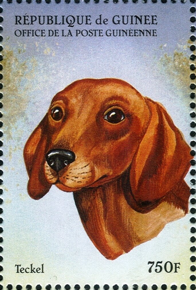 Dachshund