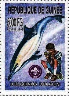 Delphinus (Delphinus delphis)