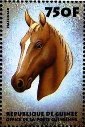 Haflinger