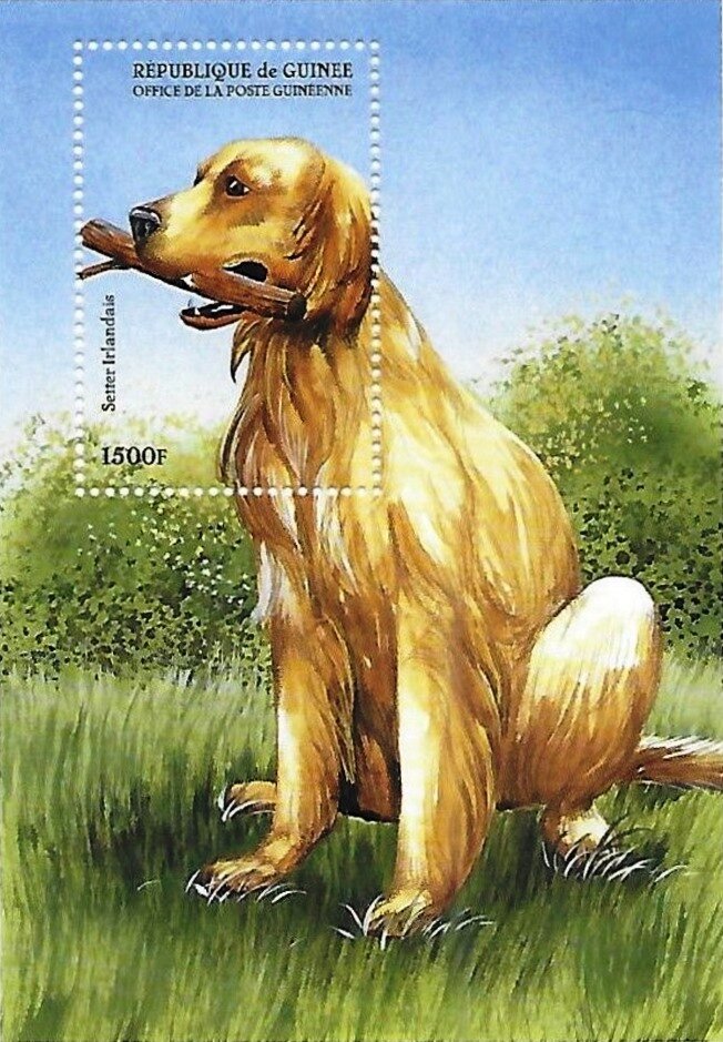 Irish Setter