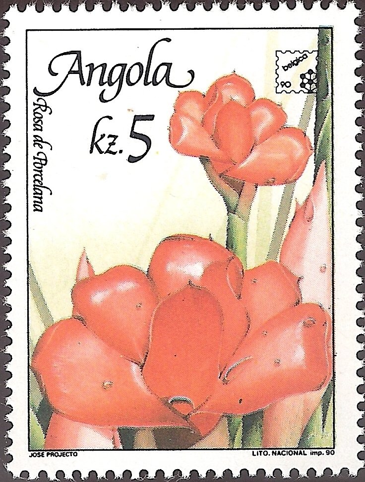 Flowers of Angola