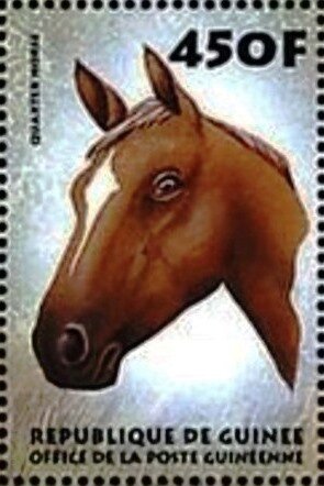 Quarter horse