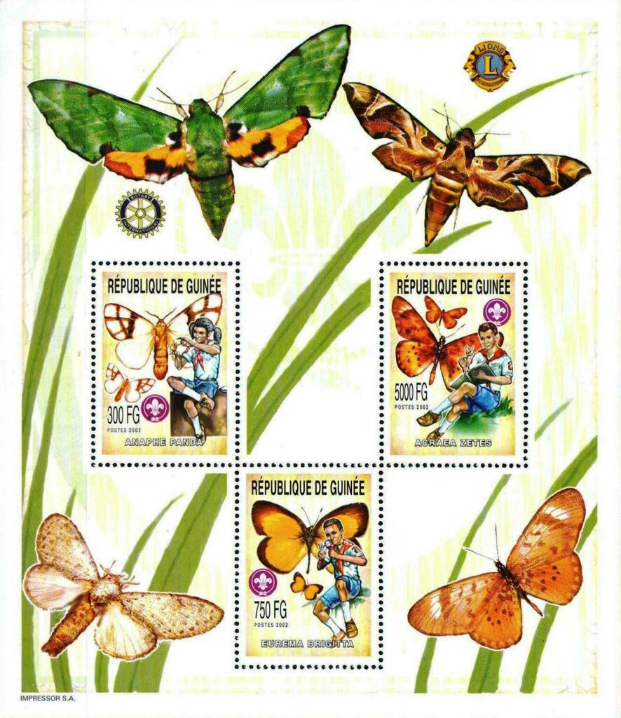 Scouts and Butterflies