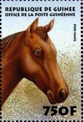 Thoroughbred