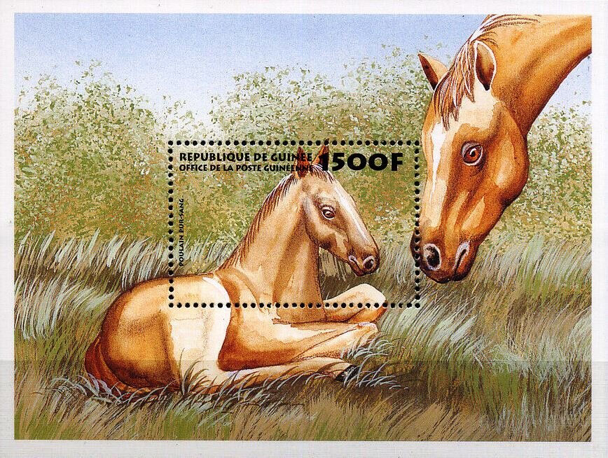 Thoroughbred Colt