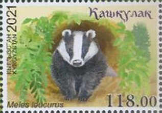 Asian Badger (Meles leucurus)