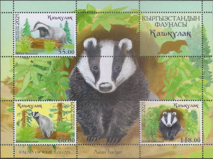 Asian Badger (Meles leucurus)