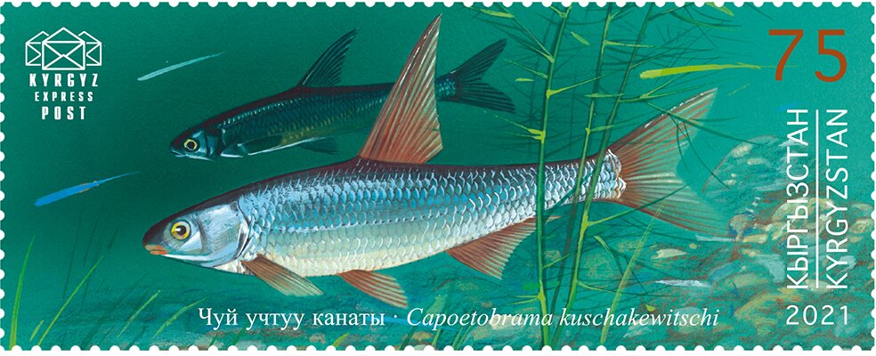 Eastern Ostroluchka (Capoetobrama kuschakewitschi)