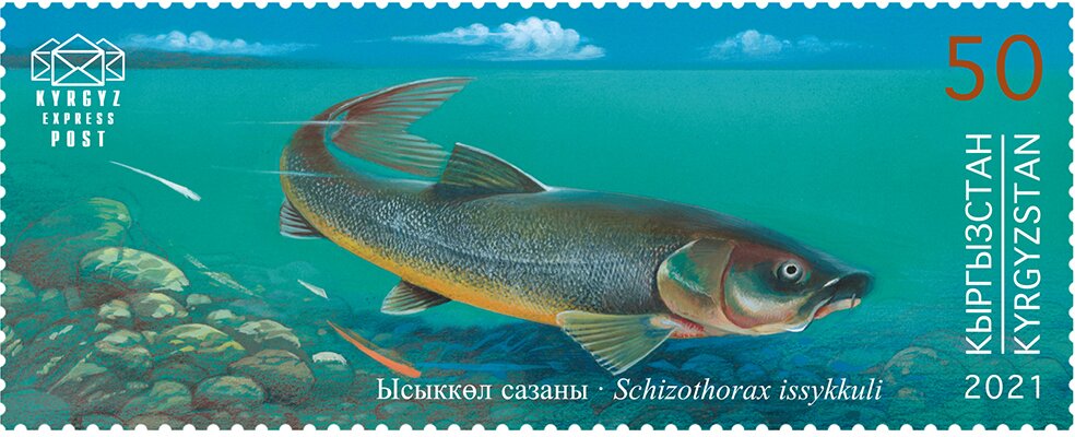 Issyk-Kul Marinka (Schizothorax issykkuli)