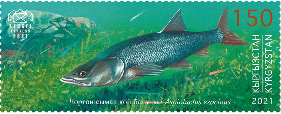 Pike Asp (Aspiolucius esocinus)