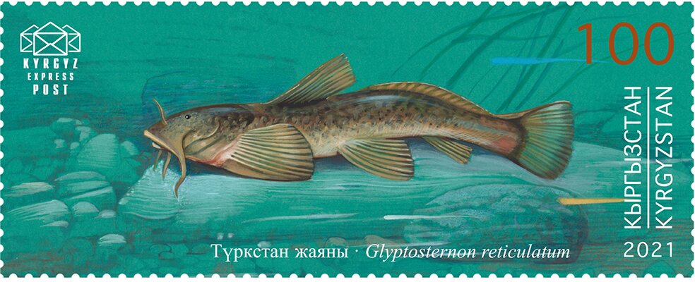 Turkestan Catfish (Glyptosternon reticulatum)