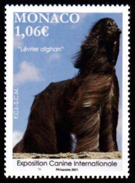 International Dog Show