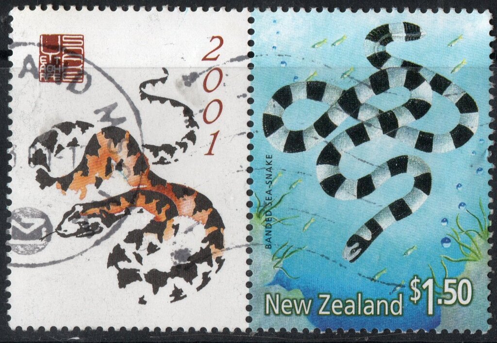 Blue-banded Sea Krait (Laticauda laticaudata)