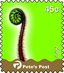 Koru (Sprouting Fern) on the left, green background