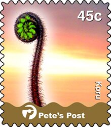 Koru (Sprouting Fern) on the left, pink background
