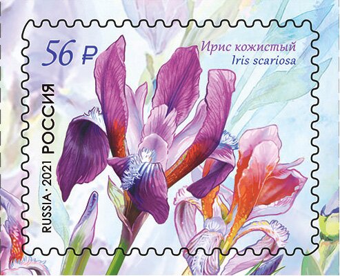Iris scariosa