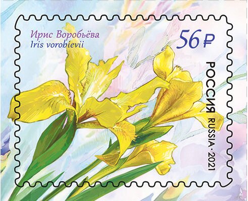 Iris vorobievii