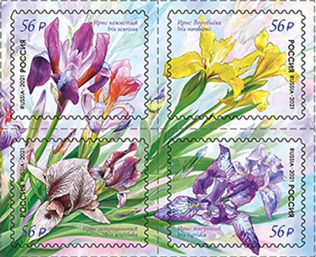 Irises