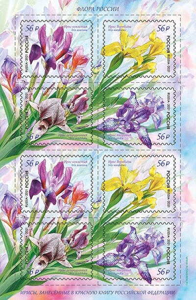 Irises