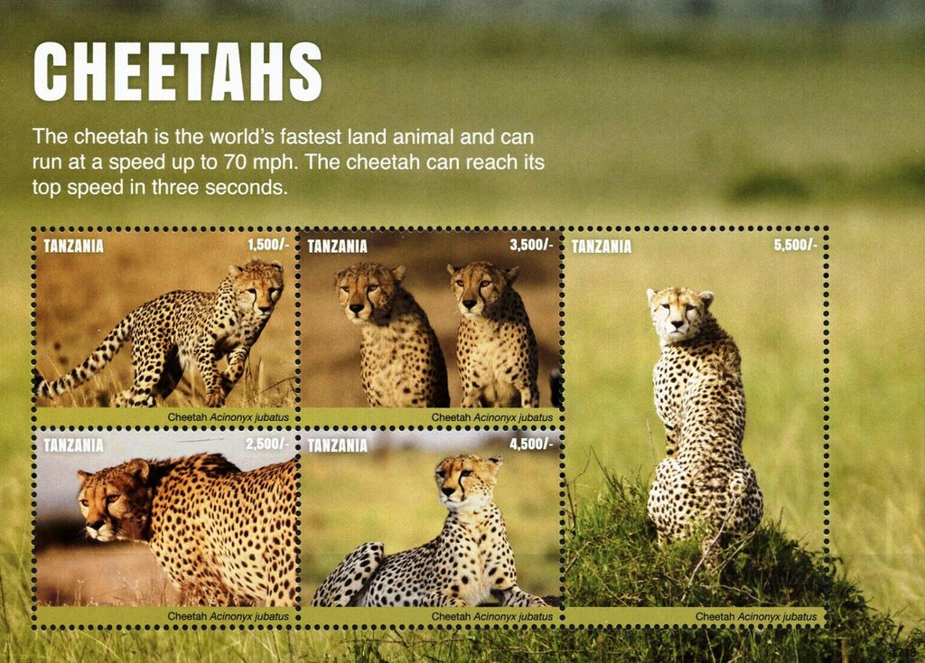 Cheetah (Acinonyx jubatus)
