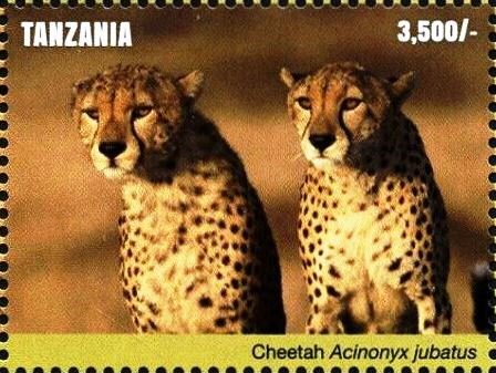 Cheetah (Acinonyx jubatus)