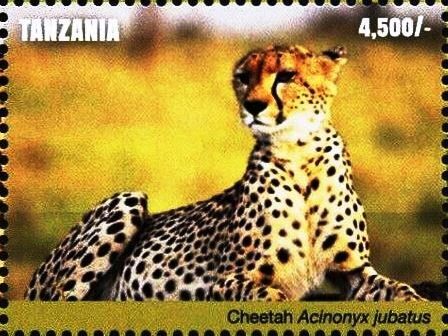 Cheetah (Acinonyx jubatus)