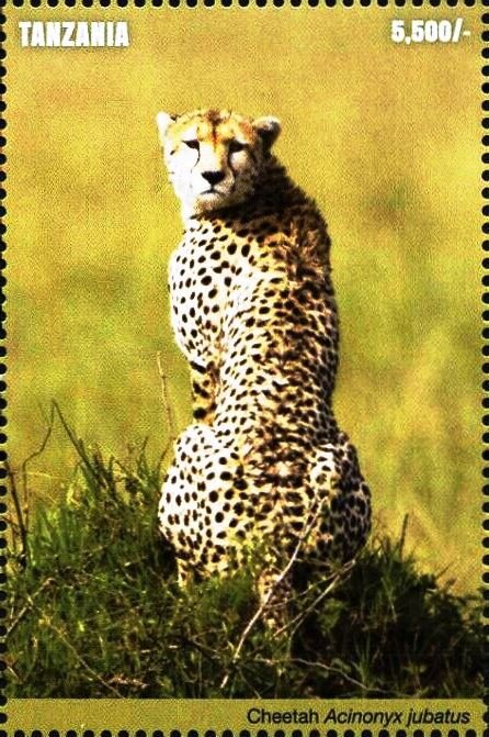 Cheetah (Acinonyx jubatus)