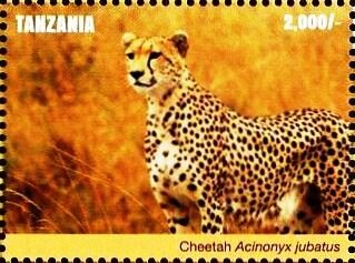 Cheetah (Acinonyx jubatus)