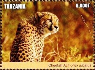 Cheetah (Acinonyx jubatus)