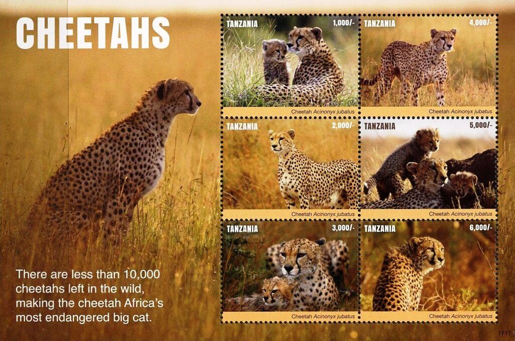 Cheetahs (Acinonyx jubatus)