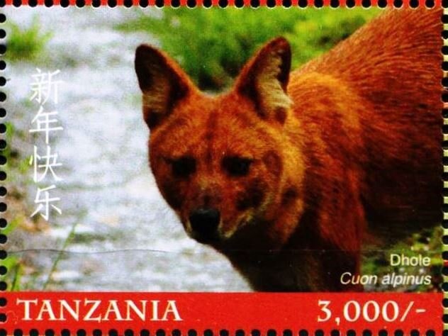 Dhole (Cuon alpinus)