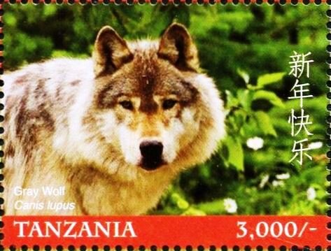 Gray Wolf (Canis lupus)