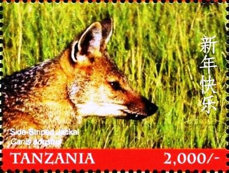 Side-striped jackal (Lupulella adusta )