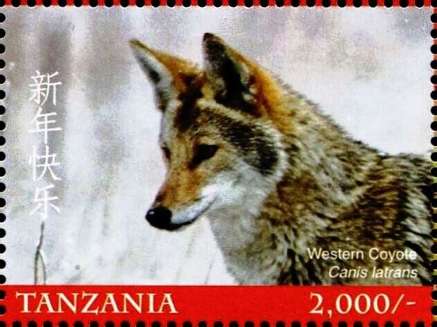 Western Coyote (Canis latrans)