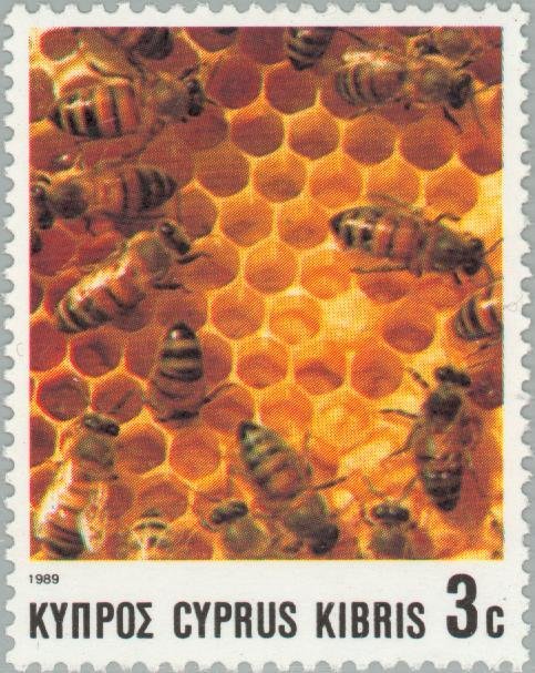European Honeybee (Apis mellifica)