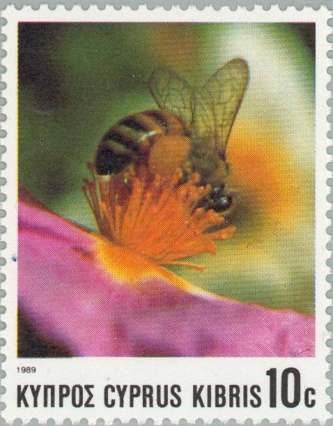 European Honey Bee (Apis mellifica)