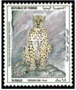 Arabian leopard (Panthera pardus nimr)