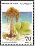 Stamp, Dendrosicyos socotramus, Yemen,  , Plants (Flora)