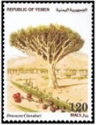 Stamp, Dracaena cinnabari, Yemen,  , Plants (Flora)