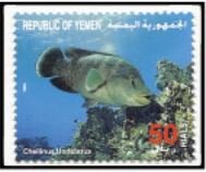 Humphead wrasse (Cheilinus undulatus)