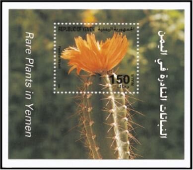 Parodia maasii