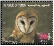 Western barn owl (Tyto alba)
