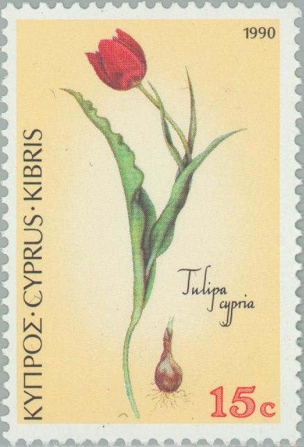 Tulipa cypria - Cyprus (black) Tulip