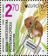 Harvest Mouse (Micromys minutus)